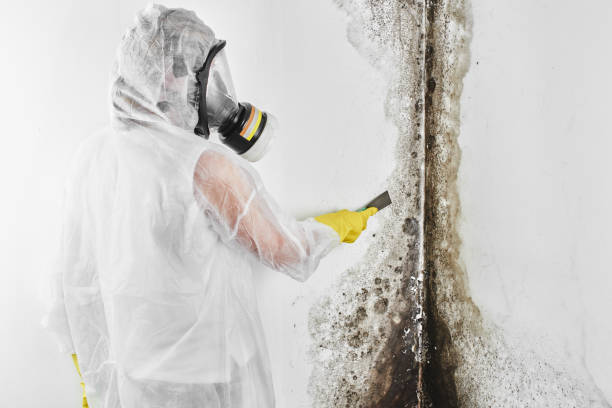 Best Local Mold Removal Service  in Loudonville, NY