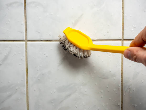 Best Mold Damage Repair  in Loudonville, NY