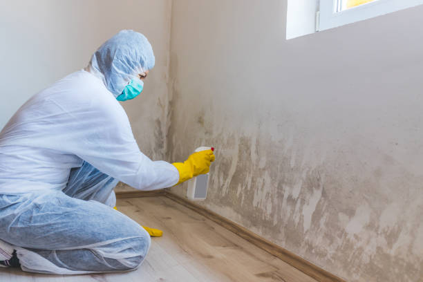 Mold Removal Process in Loudonville, NY