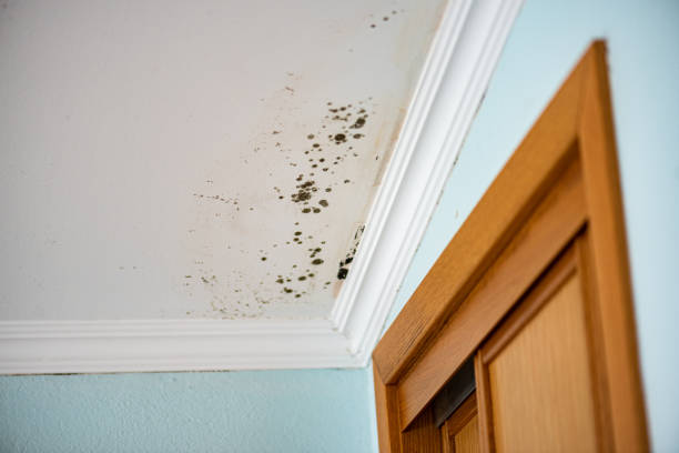 Best Mold Removal and Inspection  in Loudonville, NY