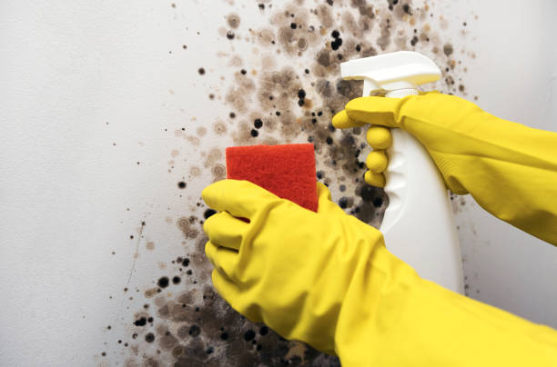 Best Residential Mold Removal  in Loudonville, NY