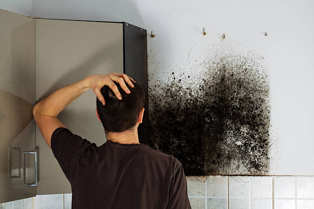 Best Mold Removal Near Me  in Loudonville, NY